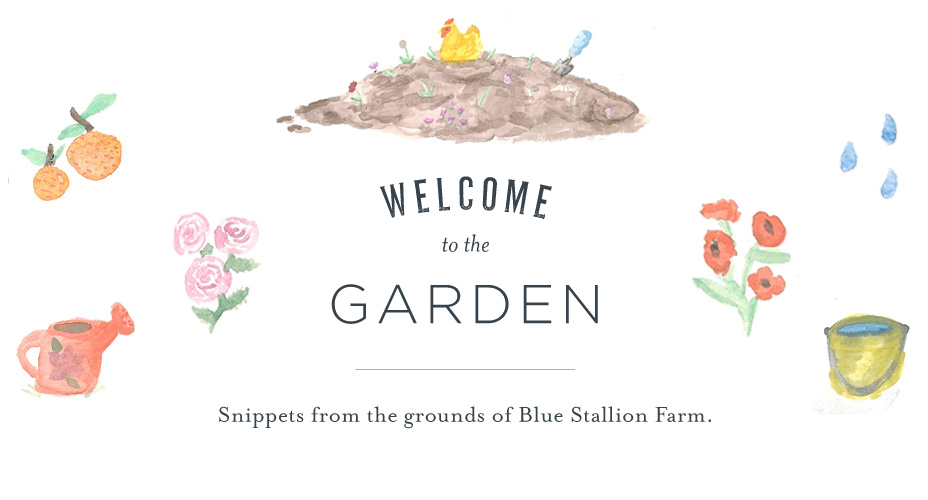 Blue Stallion Farm category header Hannah Cohen illustration